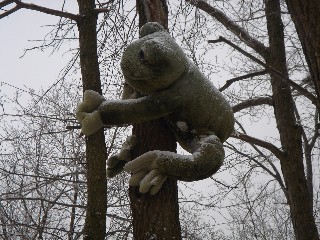 Snow-covered stuffed frog clinging to tree