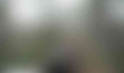 Jeeps traversing wooded trail