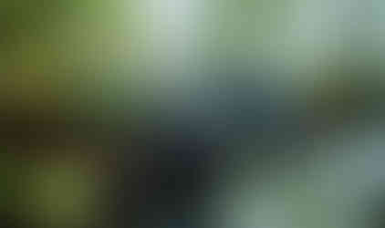 Jeeps navigating wooded trail