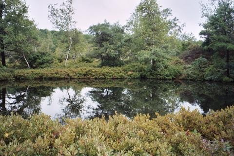 Serene pond reflecting trees, Long Island Off Road