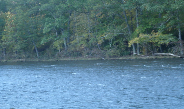 River flows by wooded shoreline