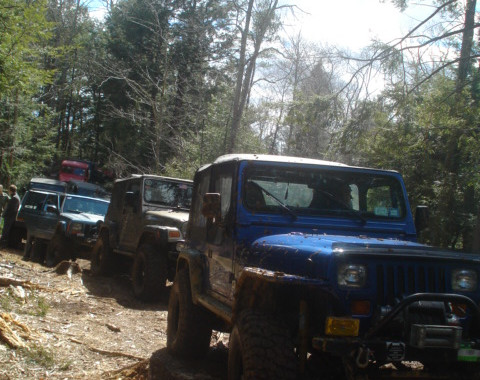 Jeeps on wooded trail