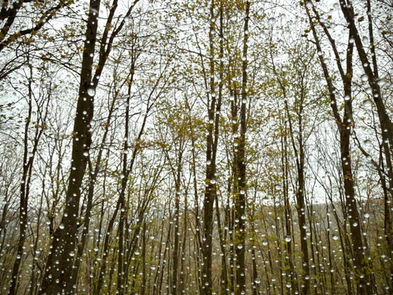Wooded view through a raindrop dappled windshield of a jeep