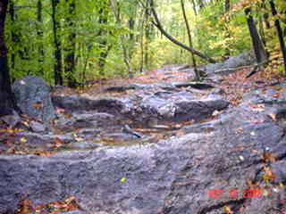 Rocky trail through lush forest