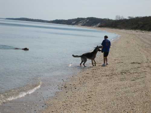 Person playing with dogs on beach
