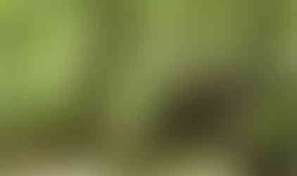 Jeep traversing rocky forest trail