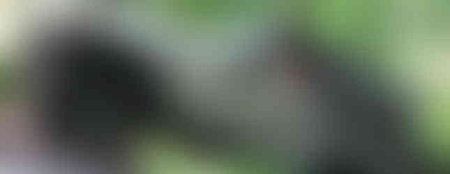 Man driving Jeep Wrangler on trail