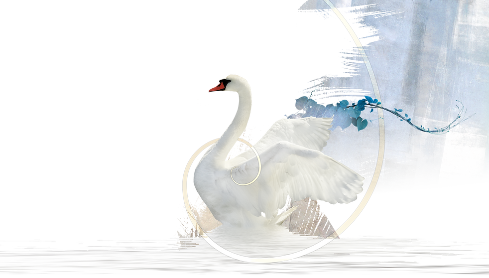 Fond interface 3 cygne.png