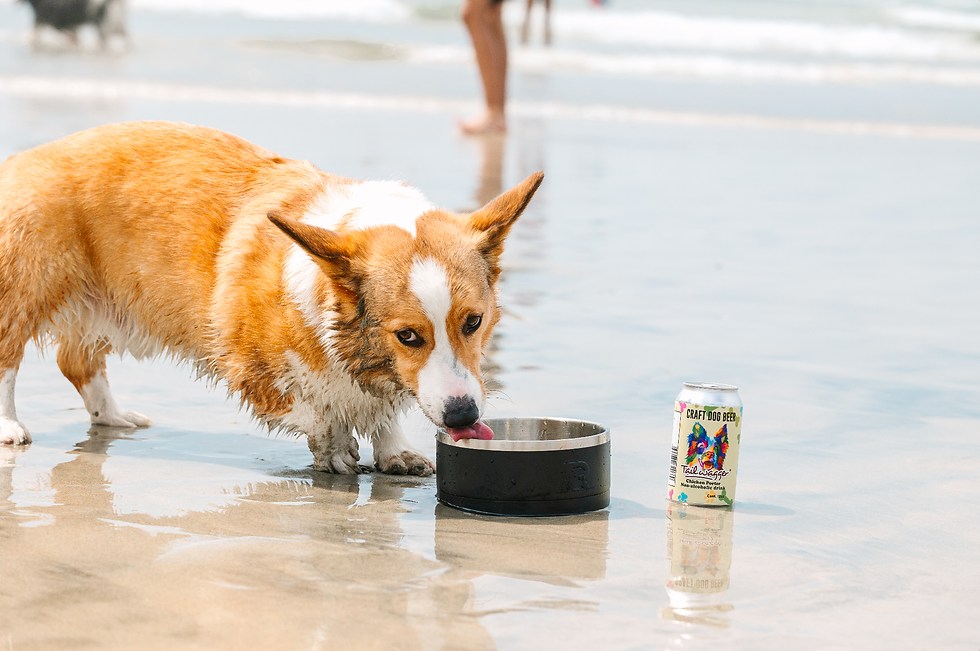 Thumbnail: Chicken Porter Dog Beer