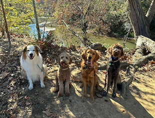 Long Road Canine & Co Dog training 