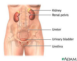 urinary tract.jpg