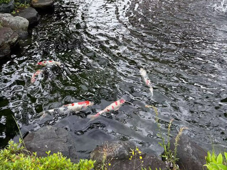 ［5月22日］ファクトリー岐阜の鯉は見ているだけで涼しげな気持ちになります