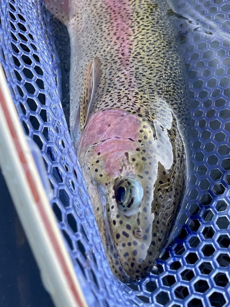 Blue River fly fishing, Silverthorne Colorado fishing,