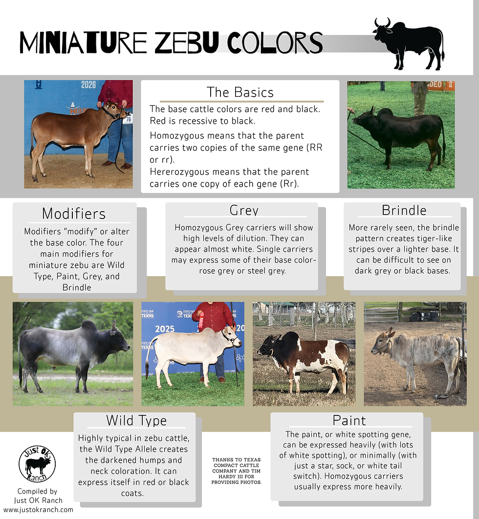 A Zebu of Many Colors