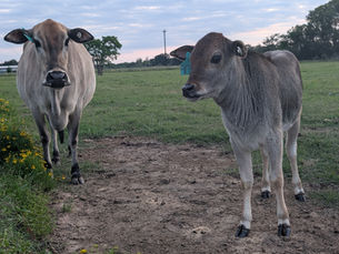 Steady Steps: The Essential Guide to Miniature Zebu Hoof Care & Trimming