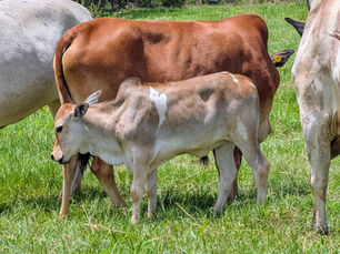 A zebu calf with the herd.