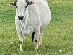 Grey cow with downturned horns in a green, grassy field