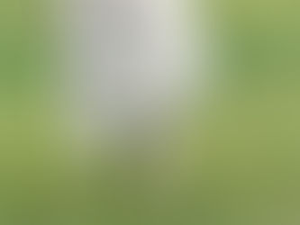 Grey cow with downturned horns in a green, grassy field
