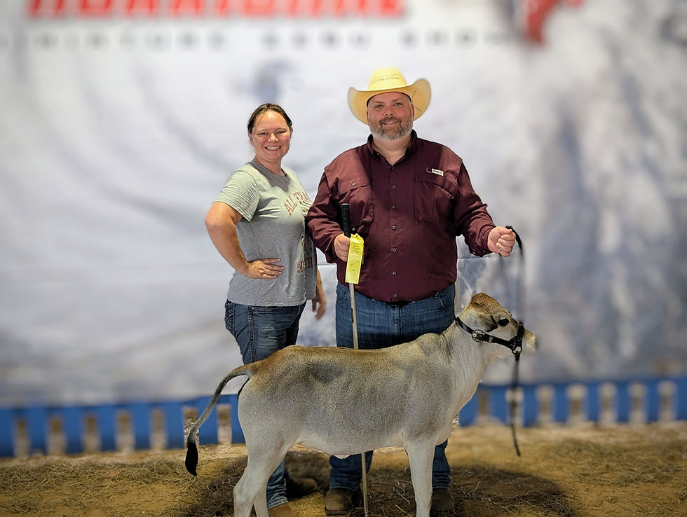 Eye-level view of a Miniature Zebu standing calmly in a show ring
