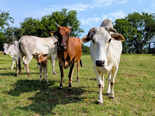 4 adult Zebu cows and a calf in a green pasture with house in the background