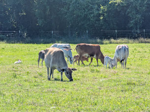 a herd of mini zeub cows and calves in a field
