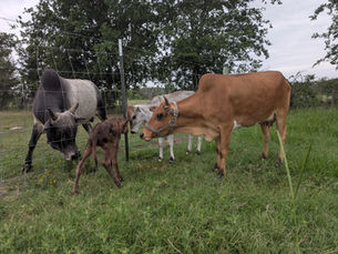 Thinking of Buying your first zebu?
