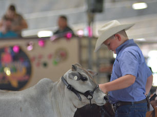 Miniature Zebu Pricing and Value