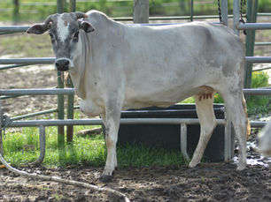 a gray and white zebu cow