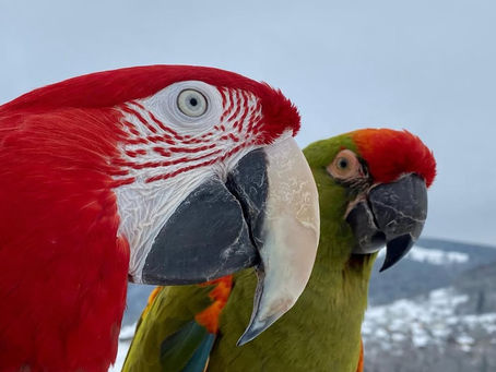 La cohabitation interespèces