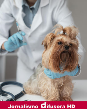 Campanha de Vacinação Antirrábica chega ao fim em Pouso Alegre