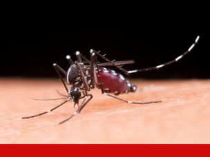 Dengue: Pouso Alegre registra aumento nos casos da doença