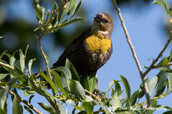 BirdNearLethbridge4