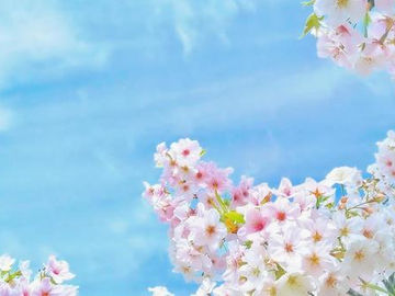 4月8日 ファンより 生き方