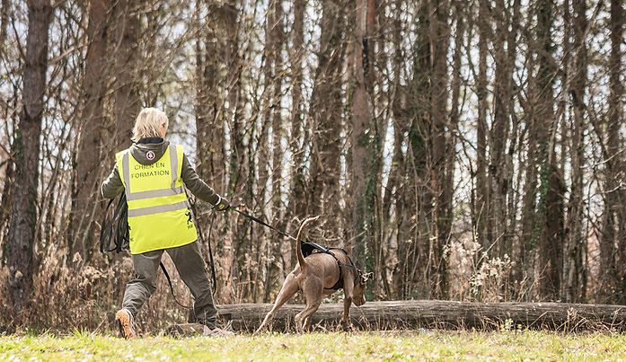 A mantrailing team progressing on a search