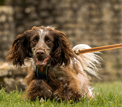 A mantrailing dog approaching their source