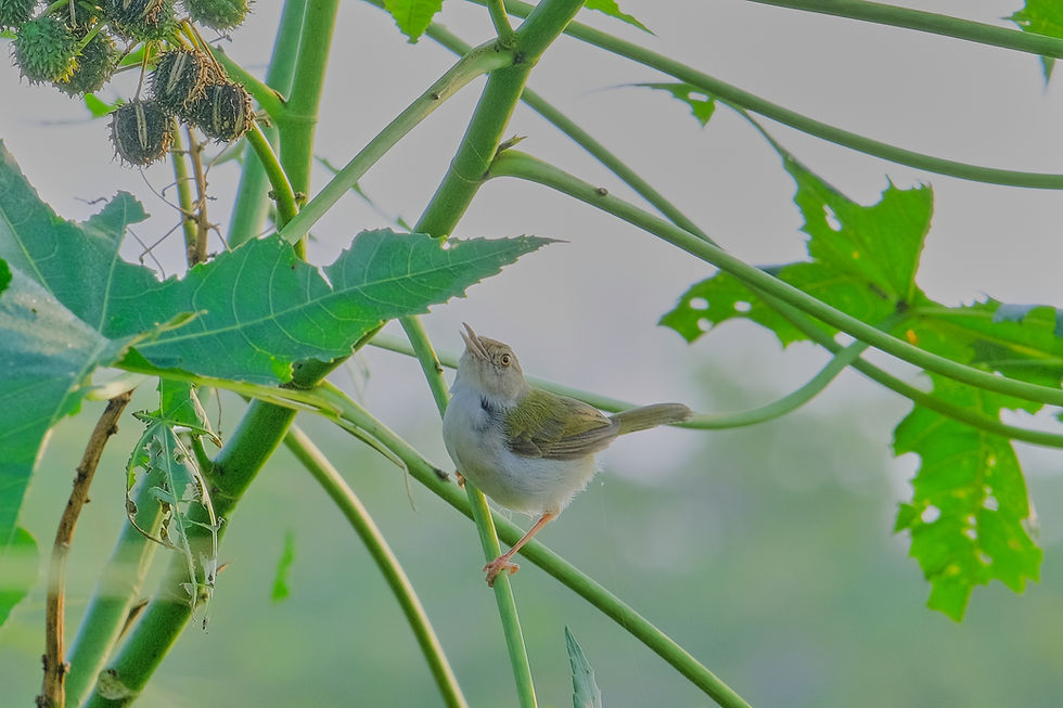 Common tailorbird