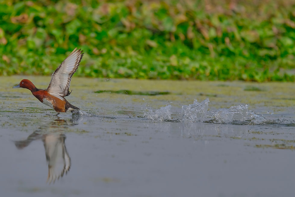 Ferruginous duck