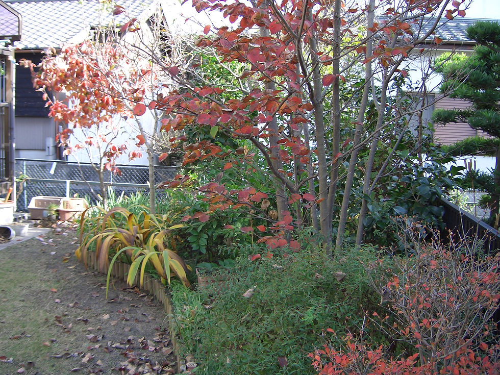 やまぼうし　ハナミズキの紅葉