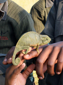 chameleon