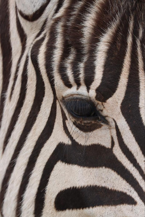 Zebra eye