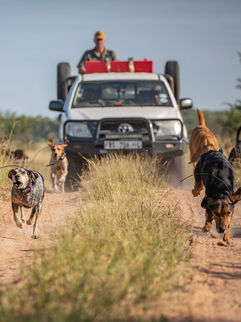 Wildlife warden and dogs