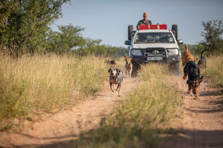 Anti-poaching tracker dogs