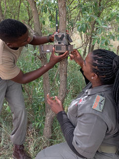 Putting up camera trap to capture wild animal images