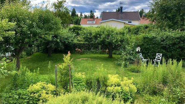 garden.jpeg