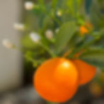 Next to the many culinary qualities that calamondins have, they're apparently also known for quite some other benefits they might be able to provide you with : freckles - cough remedy - itching or irritation - body deodorant - bleaching of ink stains . . .