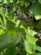 this citrus tree thrives best in places with a summer climate