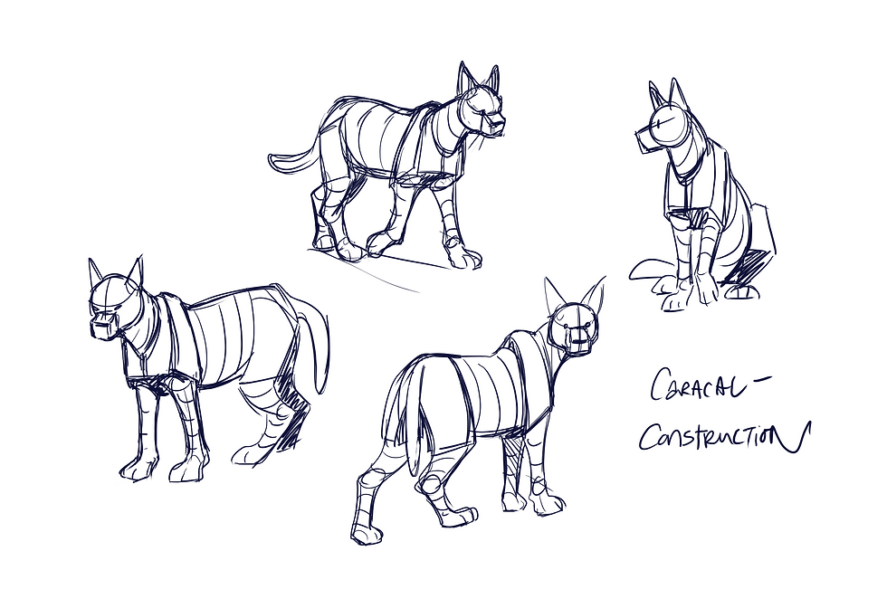 AN220_study_project4_feline_CARACAL_p3_construction_2025_1031