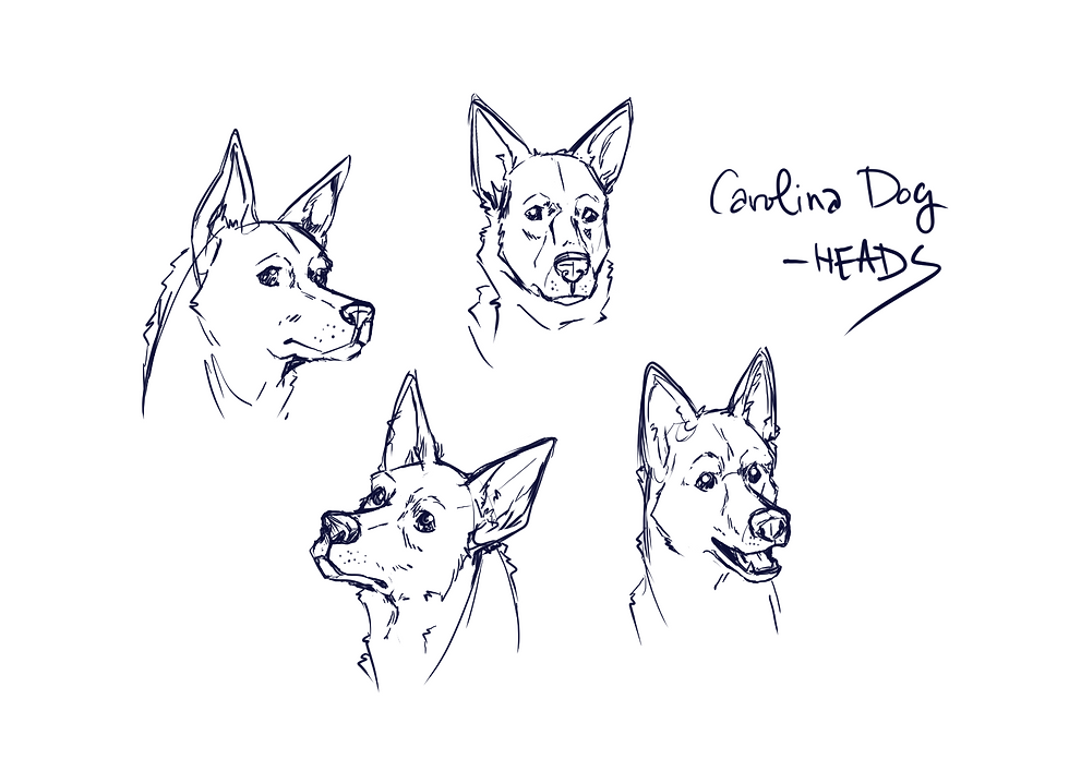 AN220_study_project2_canine_CAROLINA_DOG_p2_heads_2025_0920