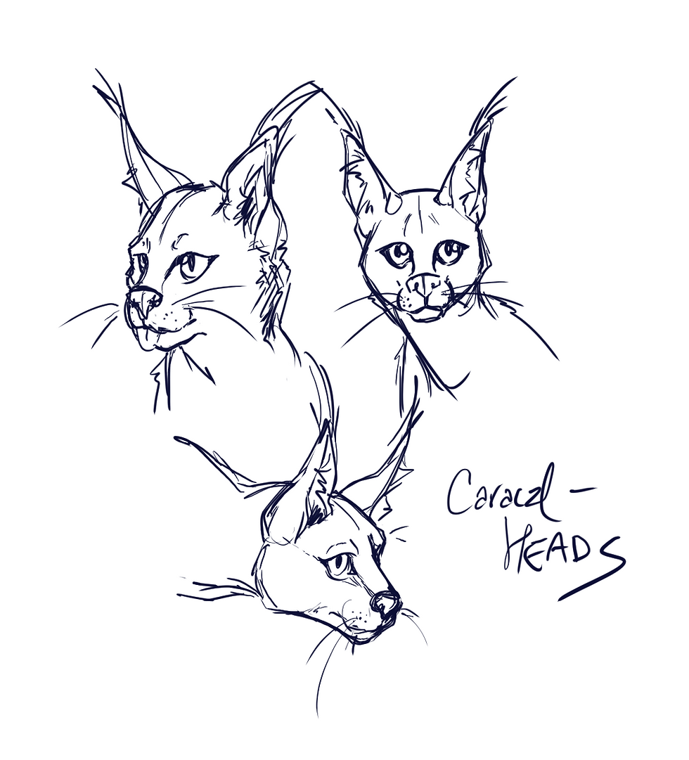 AN220_study_project4_feline_CARACAL_p2_heads_2025_1031