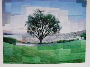 Creosote Tree in Rancho Mirage, California | Collins Walker Art